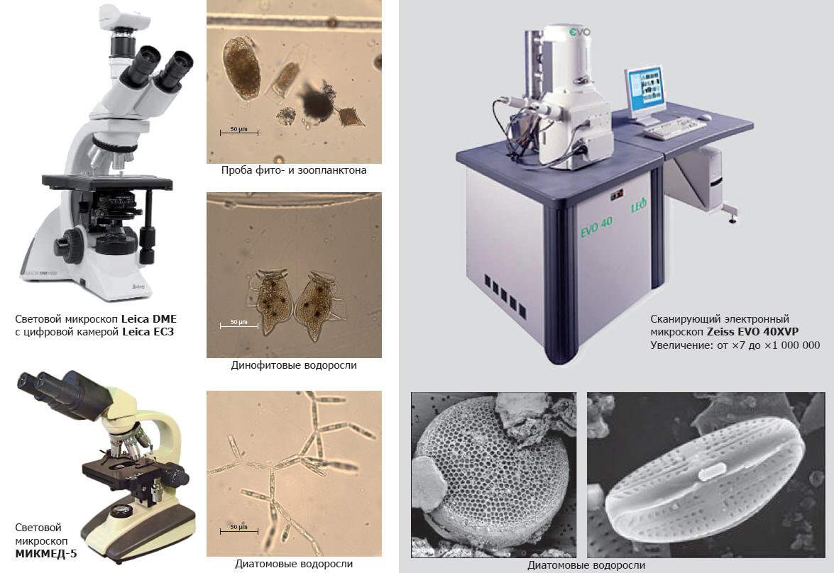 Световая и сканирующая электронная микроскопия
