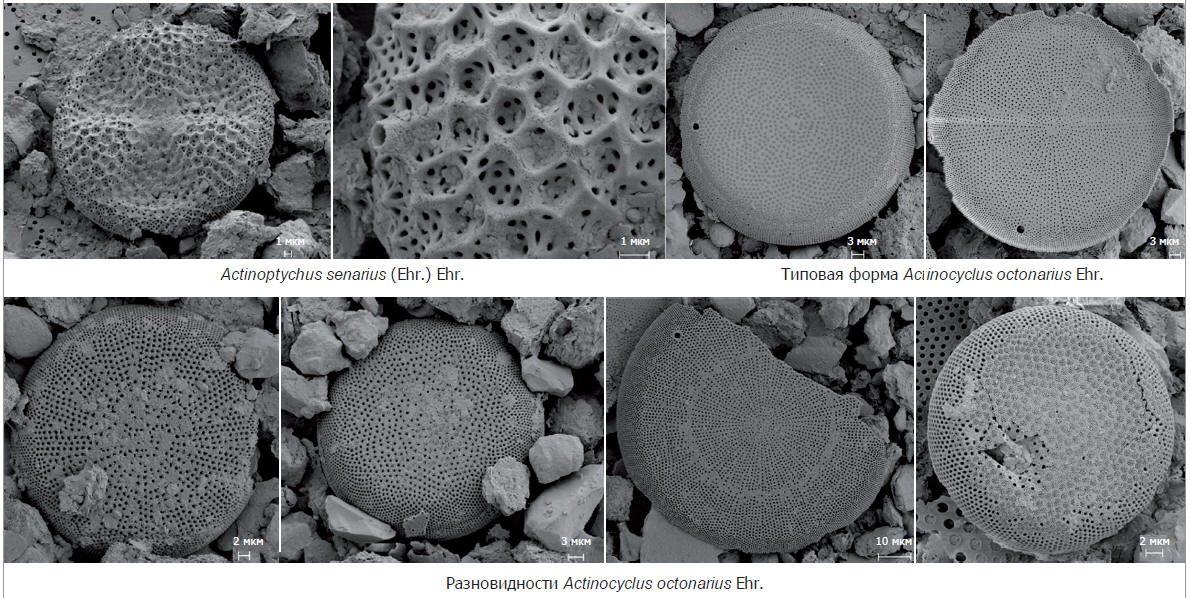 Доминирующие виды диатомовых водорослей в новоазовских отложениях